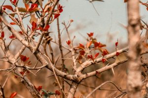 close up of thorny branches with red leaves