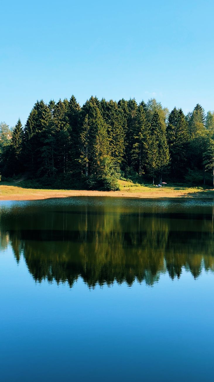 serene forest reflection at giresun lake